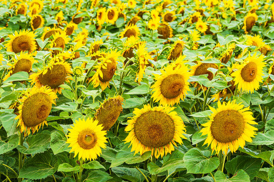 Sonnenblumenfeld zwischen St&auml;below und Clausdorf bei Rostock
