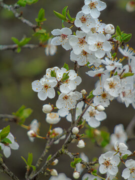 apple tree blossom