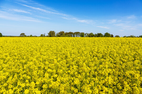 Bl&uuml;hendes Rapsfeld mit blauem Himmel in der N&auml;he von Rostock