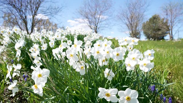 White daffodils bloom across a sunny meadow. Narcissus flowers, grape hyacinth and fresh grass create a bright spring scene.