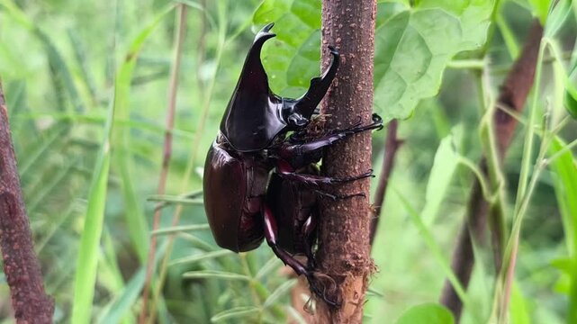 Two rhinoceros beetles clinging tree trunk displaying interaction with prominent horned upper individual clearly
