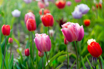 Obraz premium field of tulips