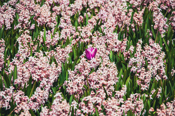 Obraz premium One tulip among flower field