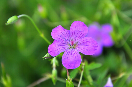 Marsh geranium (Geranium palustre) grows in nature