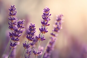 Obraz premium Blooming lavender in warm summer sun