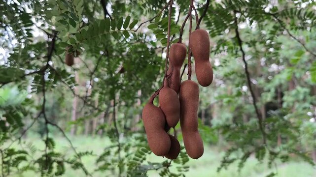 Cluster of ripe tamarind pods hanging naturally on tree branches in lush tropical outdoor environment