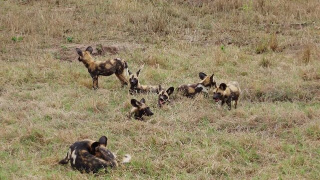 View of a pack of African wild dogs resting and standing in the dry grass of Kruger National Park, Kruger Park, Mpumalanga, South Africa.