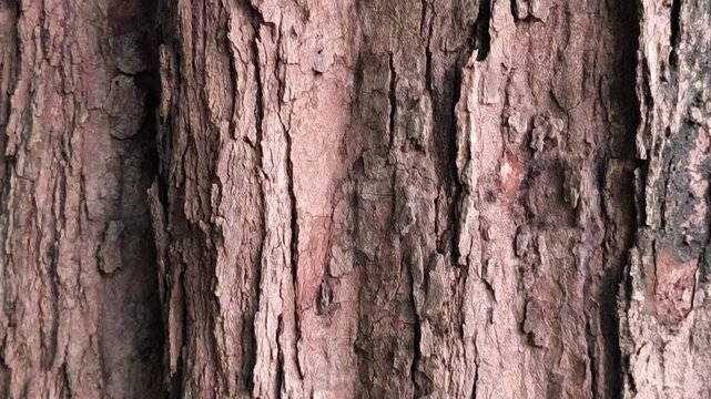 Detailed closeup of rough tree bark texture showing cracks layers natural weathered surface patterns irregular
