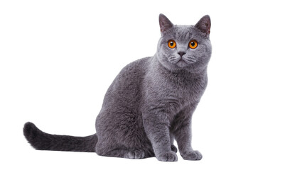 Gray British Shorthair Cat Sitting with Amber Eyes © Elowen