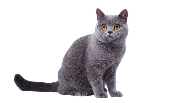 Gray British Shorthair Cat Sitting with Amber Eyes