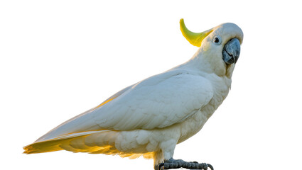 White Sulphur Crested Cockatoo Bird with Yellow Crest and Beak © Elowen