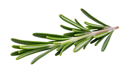 Fototapeta premium Fresh Rosemary Sprig with Green Needles and Woody Stems