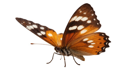 Brown speckled butterfly with orange wings and black markings © Elowen