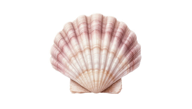 Pink striped seashell with concentric ridges and smooth texture