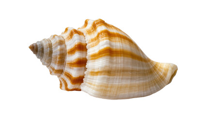 Obraz premium Striped seashell with spiral ridges and tan cream, brown hues
