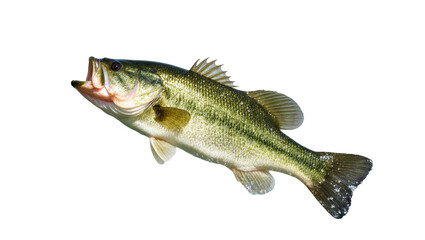Naklejka premium Large Green Largemouth Bass Fish with Red Mouth and Fins