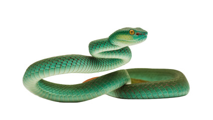 Fototapeta premium Emerald Green Pit Viper Coiled with Head Raised