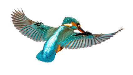 Obraz premium Azure-breasted Kingfisher in Flight with Extended Wings