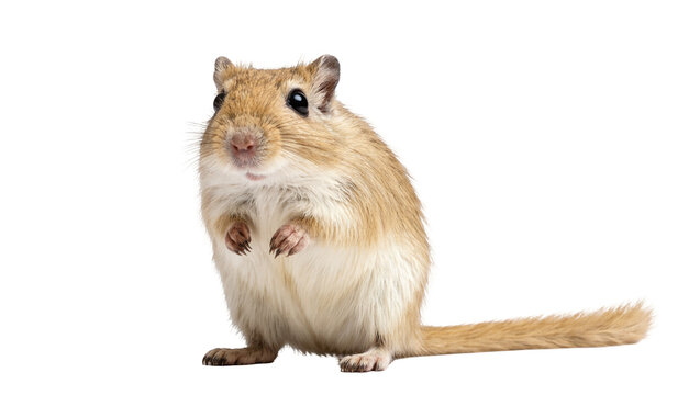 Small Gerbil Standing Alert with Furry Tail and Large Eyes