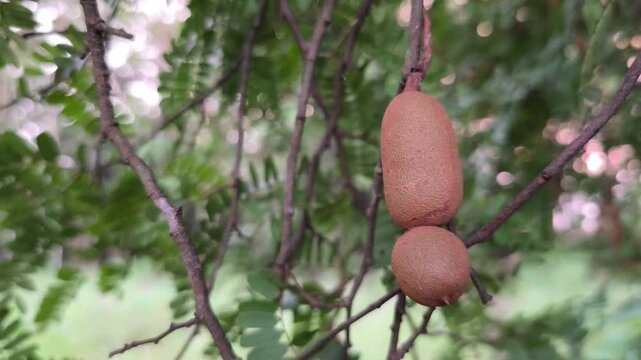 Ripe tamarind pods hanging on tree branch with textured shells amid lush green foliage background