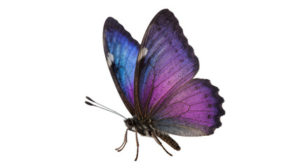 Purple iridescent Butterfly with delicate antennae and patterned wings © Elowen