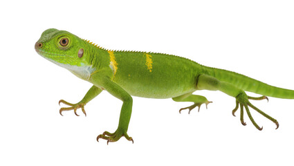 Fototapeta premium Vibrant Green Iguana Reptile with Yellow Markings and Scaly Skin