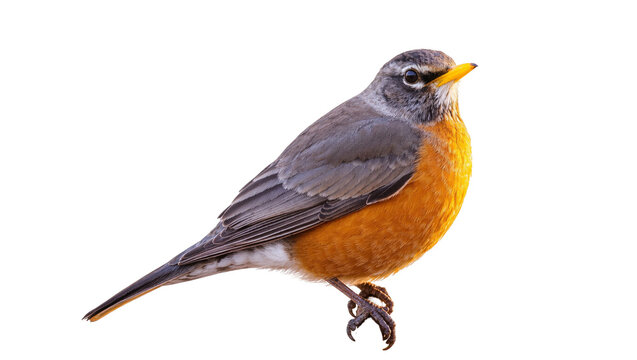 Gray and Orange American Robin Bird Standing on a Perch