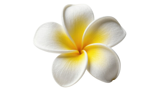 Yellow centered Plumeria Flower with White Petals