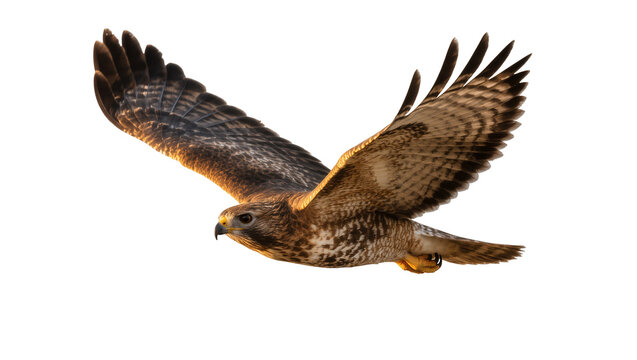 Brown hawk soaring with outstretched wings in flight