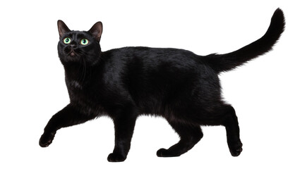 Sleek black cat standing with green eyes and long tail © Elowen