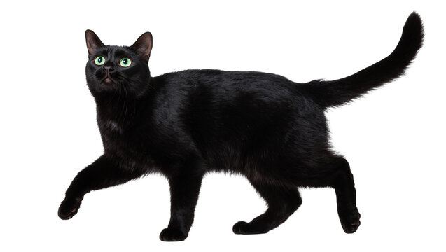 Sleek black cat standing with green eyes and long tail