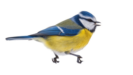 Azure-chested Blue Tit Perched with Open Beak © Elowen