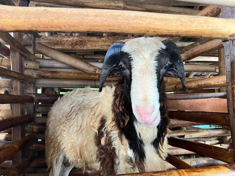 Domba Garut Ram with Large Curved Horns in Traditional Bamboo Pen