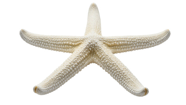 Pale Beige Textured Starfish with Spines Centered on Plain Surface