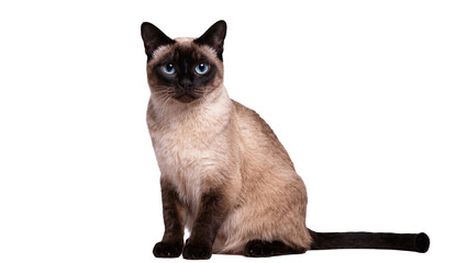 Obraz premium Seated Siamese Cat with Blue Eyes and Brown Fur
