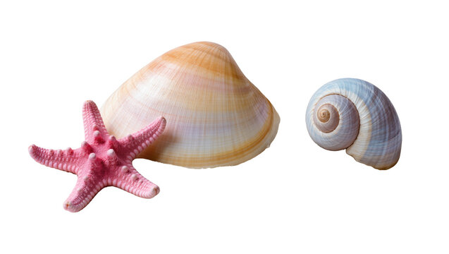 Large beige seashell pink starfish, and blue spiral shell collection