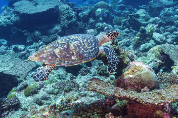 Obraz premium green sea turtle swimming