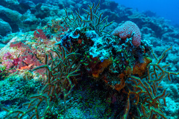 coral reef with fish © Evgenios
