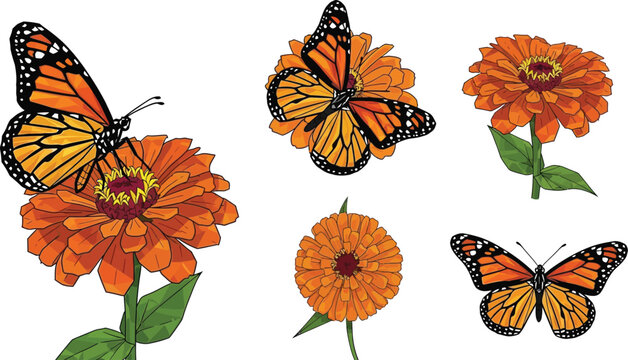 Monarch butterflies on orange zinnia flowers detailed hand-drawn illustration for nature and summer themes isolated on white background