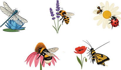 Collection of insects and flowers including dragonfly bees ladybug and moth in a charming illustration style for nature and garden themes © Ali