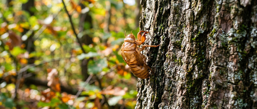 Cicada exoskeleton clinging to tree bark in autumn forest with dappled sunlight
