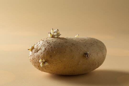 Macro Shot of Sprouting Potato