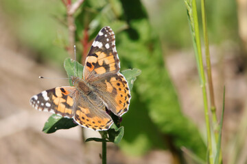 papillon belle dame au soleil © franck stefanini