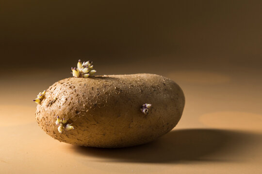 Sprouting Raw Potato on Neutral Background