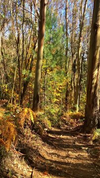 A scenic hiking trail winds through an autumn forest toward a viewpoint overlooking Sierra Blanca mountains near Ojen in Spain