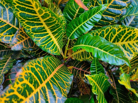 croton plant or Codiaeum variegatum is often used as a landscape plant