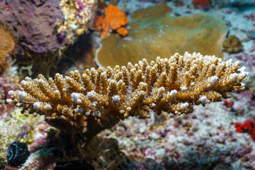 coral reef in the red sea © Evgenios