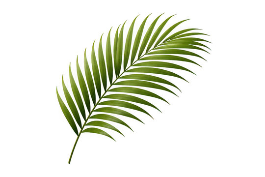 Single green palm leaf frond with delicate structure and smooth texture isolated on transparent background