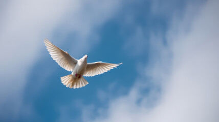 Fototapeta premium White Dove Flying In Blue Sky With Clouds For Peace Concepts
