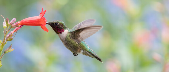 Obraz premium A hummingbird hovers in mid-air while feeding on nectar from a vibrant red flower